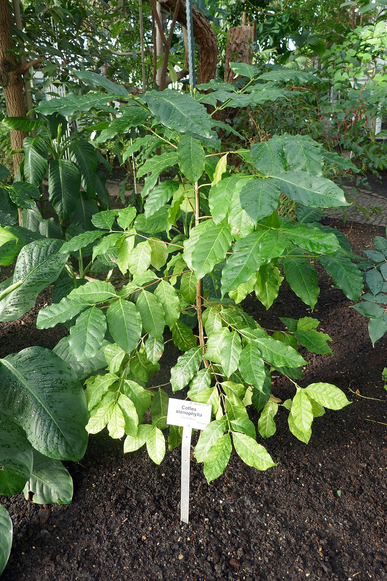 Coffea: Coffea stenophylla . Afrique tropicale de l'Ouest. Jardin botanique de Berlin.