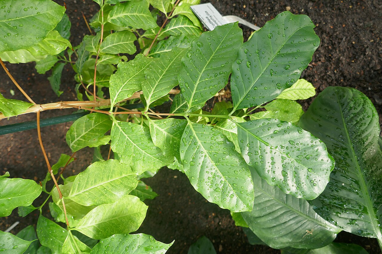 Coffea: Coffea stenophylla . Afrique tropicale de l'Ouest. Jardin botanique de Berlin.