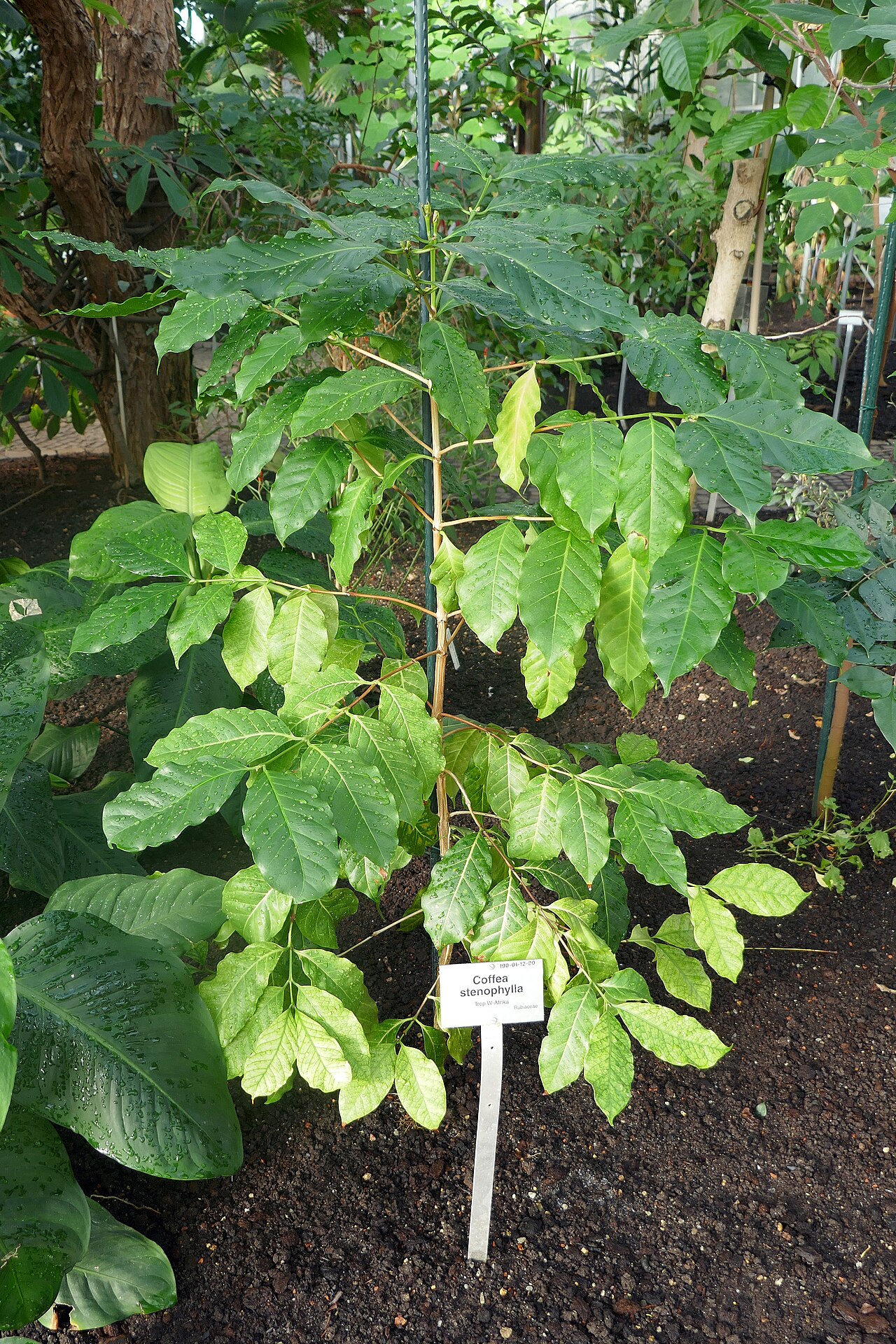 Coffea: Coffea stenophylla . Afrique tropicale de l'Ouest. Jardin botanique de Berlin.