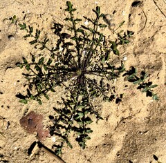 Star-mustard (Coincya monensis)