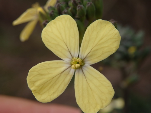 Star-mustard (Coincya monensis)