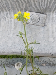 Star-mustard (Coincya monensis)
