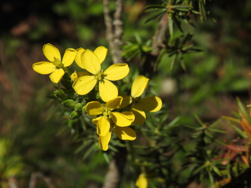 Star-mustard (Coincya monensis)
