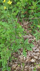 Star-mustard (Coincya monensis)