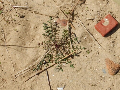 Star-mustard (Coincya monensis)