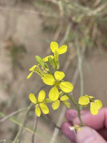 Star-mustard (Coincya monensis)