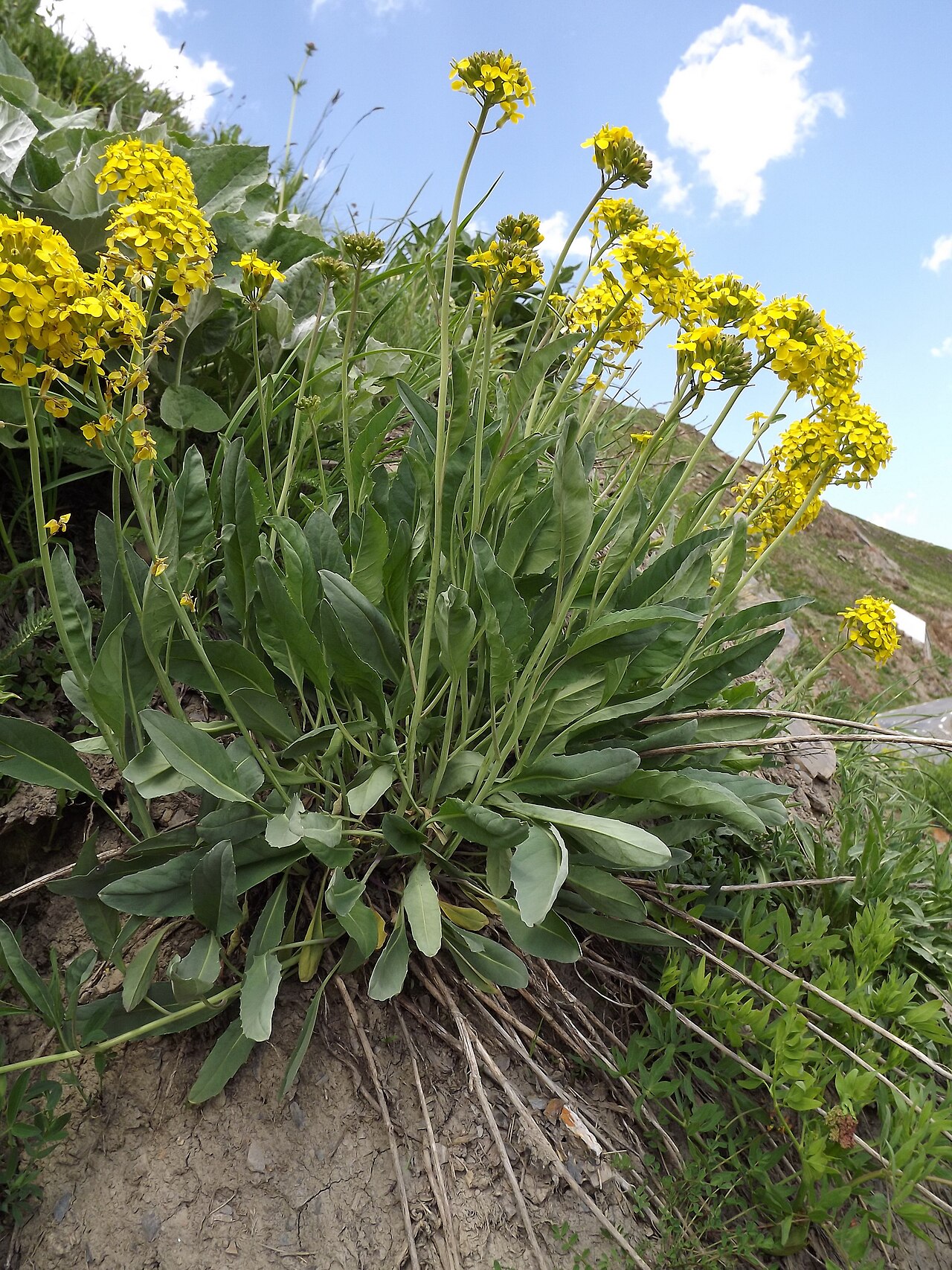 Coincya richeri: Coincya richeri, alpine grassland, Col du Lautaret (Hautes Alpes). Habitus.