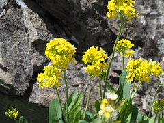 Coincya richeri (Coincya richeri)