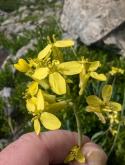 Coincya richeri (Coincya richeri)
