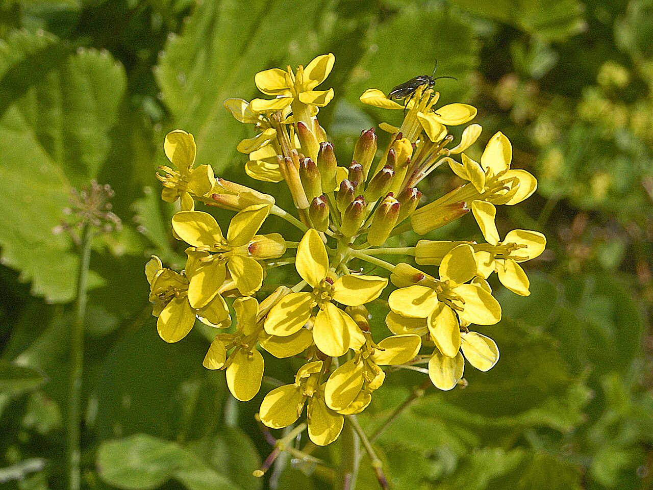 Coincya richeri: Flowers of Coincya richeri at the Giardino Botanico Alpino Chanousia