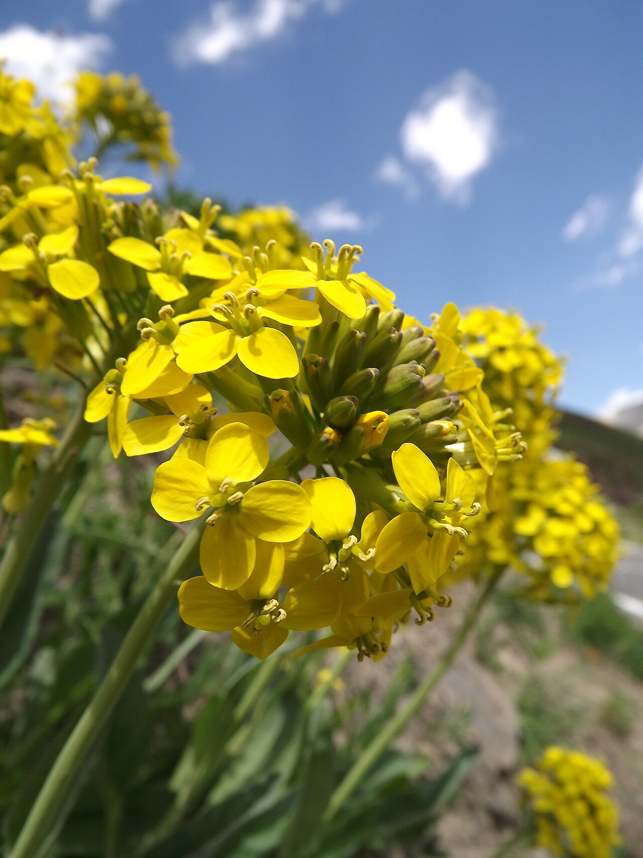 Coincya richeri: Coincya richeri, alpine grassland, Col du Lautaret (Hautes Alpes). Detail of flower.