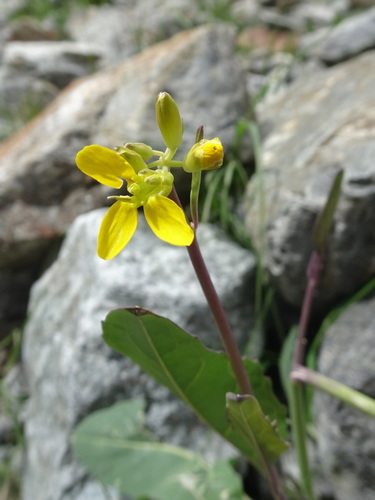Coincya richeri (Coincya richeri)