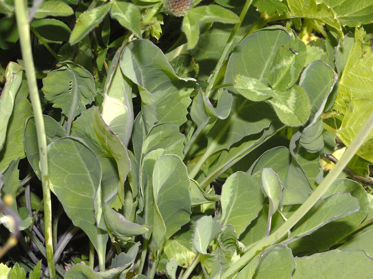 Coincya richeri: Leaves of Coincya richeri at the Giardino Botanico Alpino Chanousia