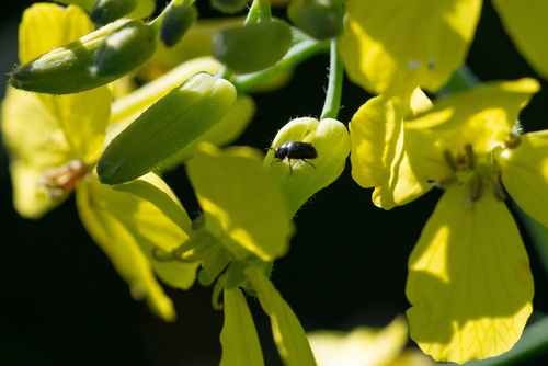 Lundy cabbage (Coincya wrightii)