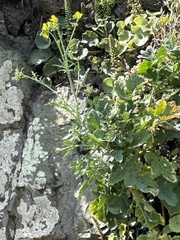 Lundy cabbage (Coincya wrightii)