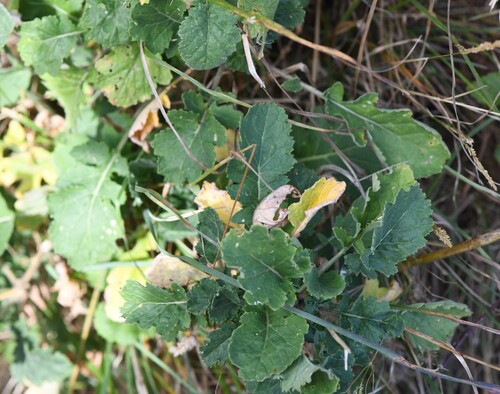 Lundy cabbage (Coincya wrightii)