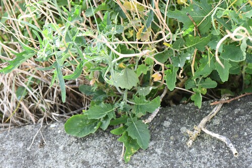 Lundy cabbage (Coincya wrightii)