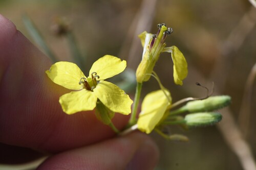 Lundy cabbage (Coincya wrightii)