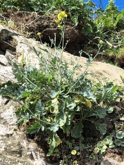 Lundy cabbage (Coincya wrightii)