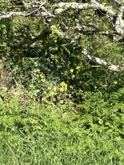 Lundy cabbage (Coincya wrightii)