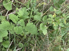 Lundy cabbage (Coincya wrightii)