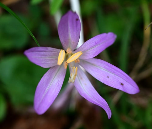 Autumn crocus (Colchicum autumnale)