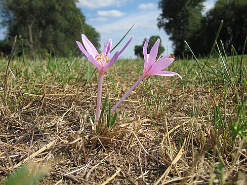 Autumn crocus: Herbstzeitlose ( Colchicum autumnale ) auf den Kisselwiesen bei Reilingen
