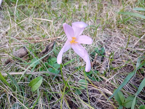 Autumn crocus (Colchicum autumnale)