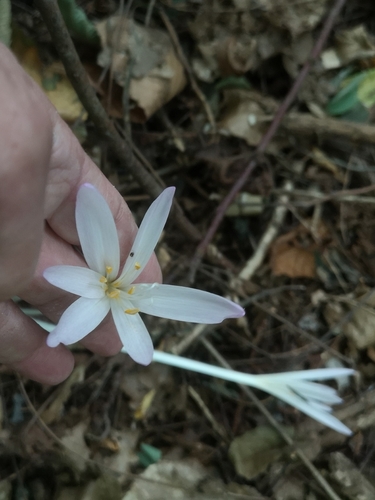 Autumn crocus (Colchicum autumnale)