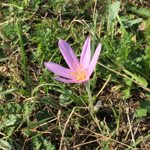 Autumn crocus (Colchicum autumnale)