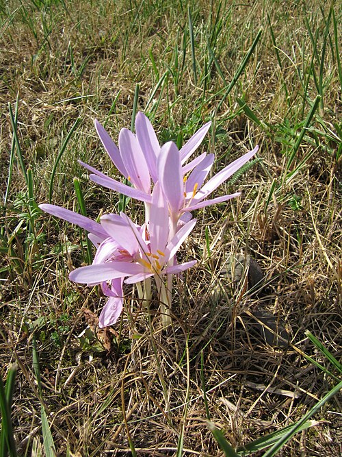 Autumn crocus: Herbstzeitlose ( Colchicum autumnale ) auf den Kisselwiesen bei Reilingen