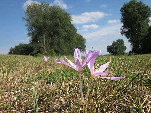 Autumn crocus: Herbstzeitlose ( Colchicum autumnale ) auf den Kisselwiesen bei Reilingen