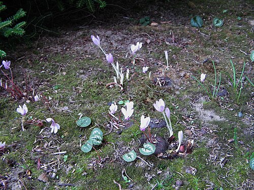 Autumn crocus: Colchicum autumnale , Cyclamen hederifolium & Cyclamen coum leaves