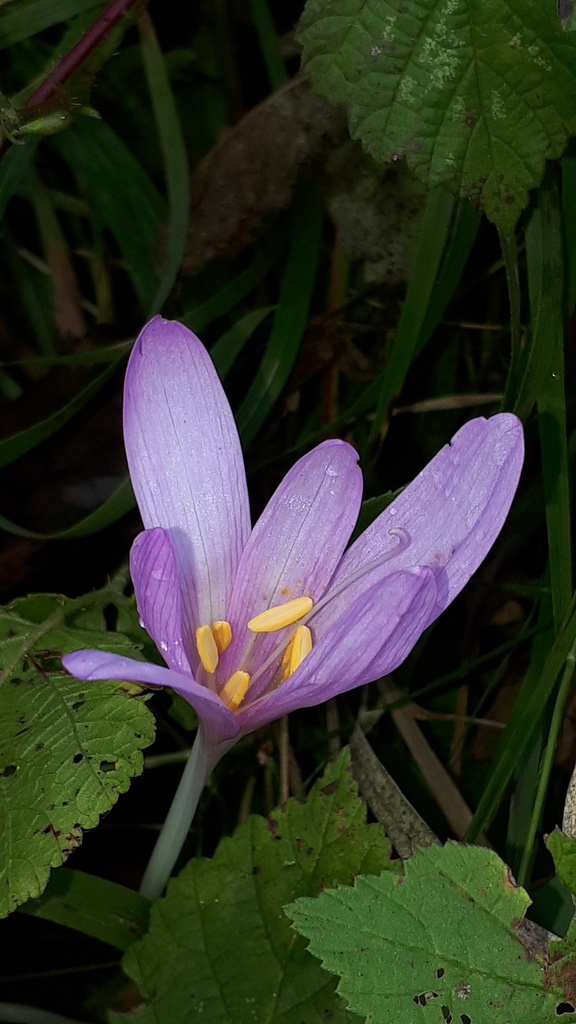 Autumn crocus (Colchicum autumnale)