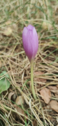 Autumn crocus (Colchicum autumnale)