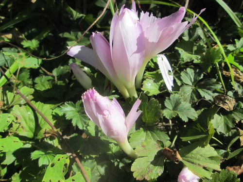 Autumn crocus (Colchicum autumnale)