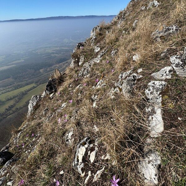 Colchicum bulbocodium (Colchicum bulbocodium)