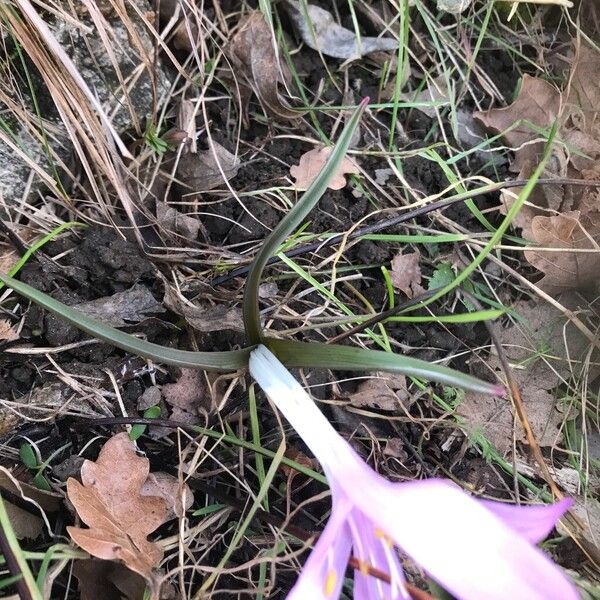 Colchicum bulbocodium (Colchicum bulbocodium)