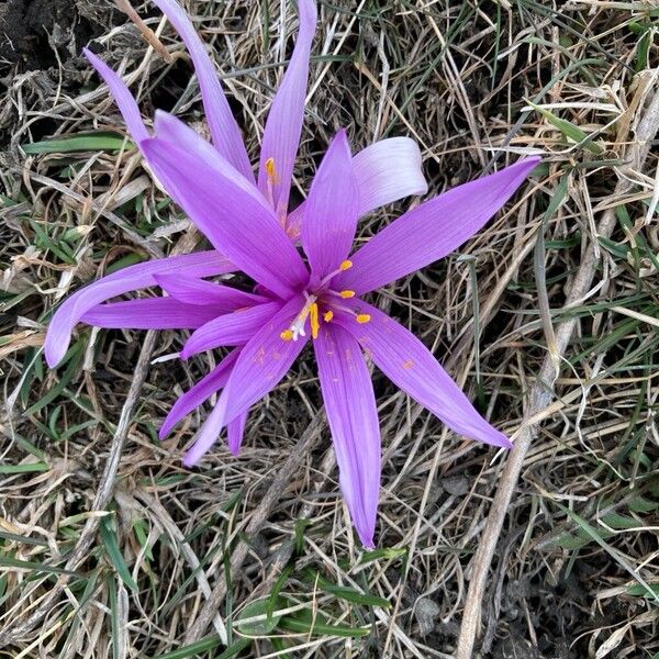 Colchicum bulbocodium (Colchicum bulbocodium)