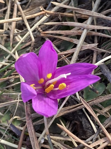 Colchicum bulbocodium (Colchicum bulbocodium)