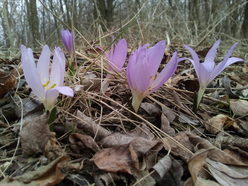 Colchicum bulbocodium (Colchicum bulbocodium)