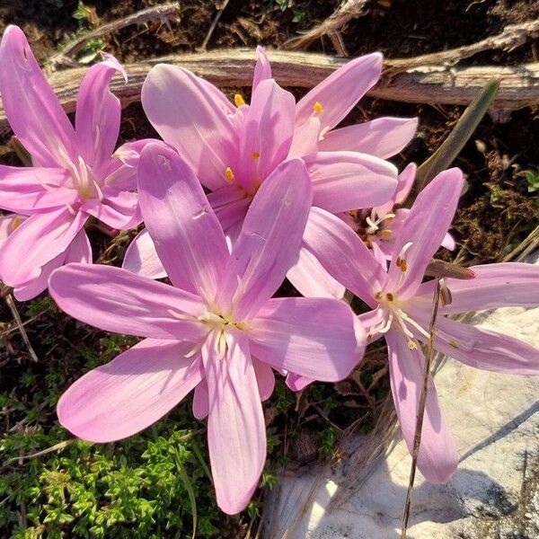 Colchicum bulbocodium (Colchicum bulbocodium)