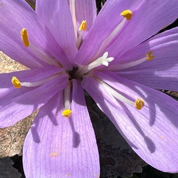 Colchicum bulbocodium (Colchicum bulbocodium)