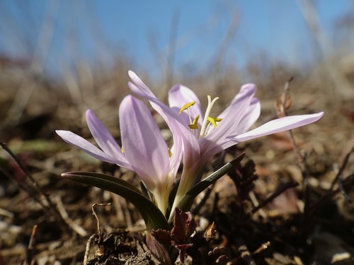 Colchicum bulbocodium (Colchicum bulbocodium)