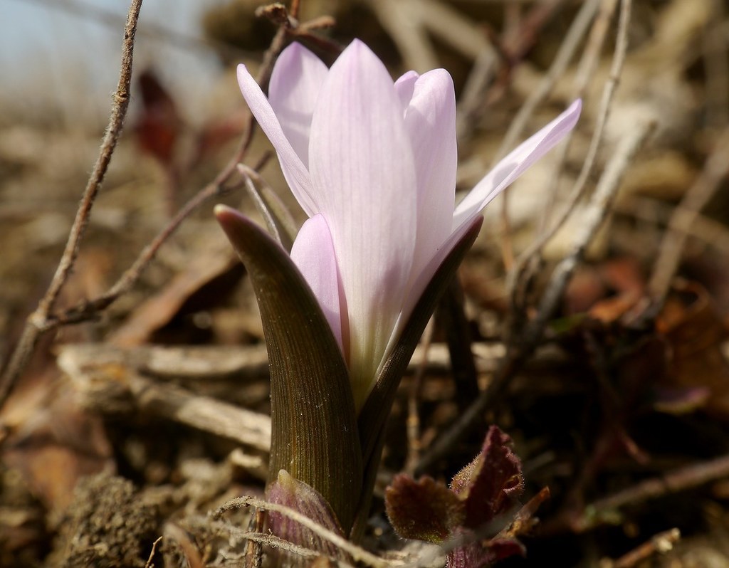Colchicum bulbocodium (Colchicum bulbocodium)