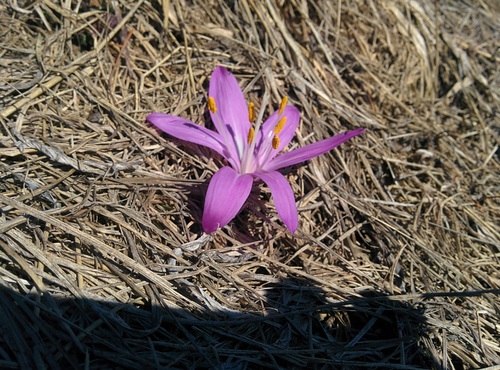 Colchicum bulbocodium (Colchicum bulbocodium)