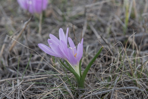 Colchicum bulbocodium (Colchicum bulbocodium)
