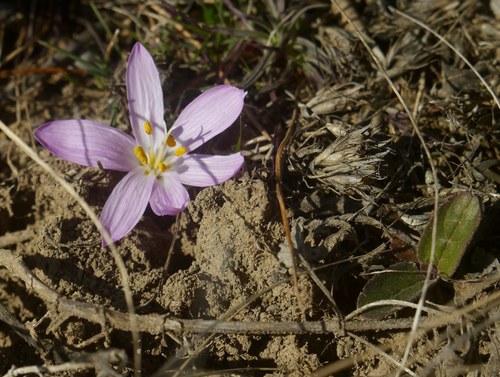 Colchicum bulbocodium (Colchicum bulbocodium)