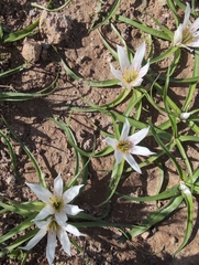 Colchicum europaeum (Colchicum europaeum)