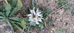 Colchicum europaeum (Colchicum europaeum)
